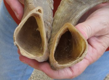 15" Matching Pair Ram Sheep Horns - $24