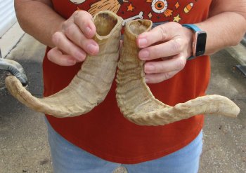 13" Matching Pair Ram Sheep Horns - $20