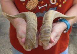 12" and 13" Matching Pair Ram Sheep Horns - $20