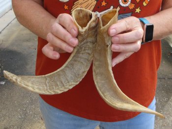 12" and 13" Matching Pair Ram Sheep Horns - $20
