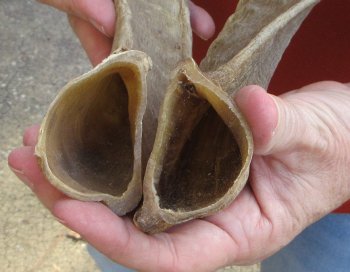 12" and 13" Matching Pair Ram Sheep Horns - $20
