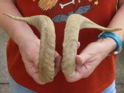 13" Matching P...