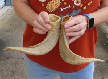 13" Matching Pair Ram Sheep Horns - $20