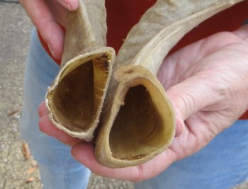 13" Matching Pair Ram Sheep Horns - $20