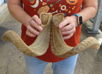 18" Matching Pair Ram Sheep Horns - $28