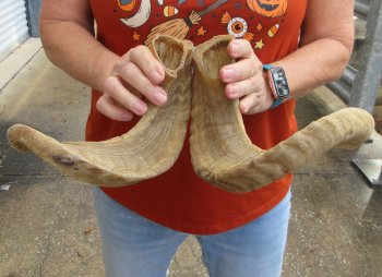 15" and 16" Matching Pair Ram Sheep Horns - $24