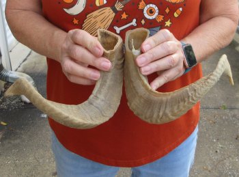 16" and 17" Matching Pair Ram Sheep Horns - $28