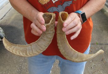15" Matching Pair Ram Sheep Horns - $24