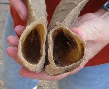 15" Matching Pair Ram Sheep Horns - $24