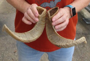 15" Matching Pair Ram Sheep Horns - $24