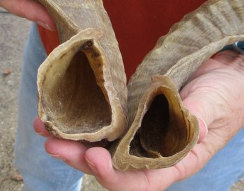 15" Matching Pair Ram Sheep Horns - $24