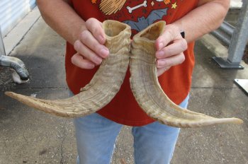 13" Matching Pair Ram Sheep Horns - $20