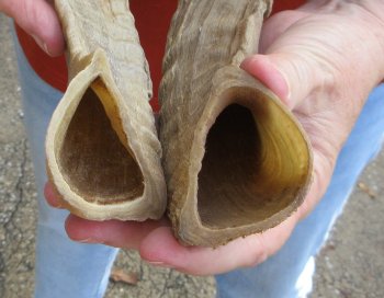 13" Matching Pair Ram Sheep Horns - $20