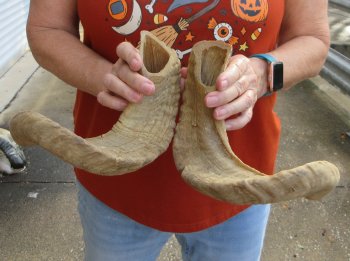 17" Matching Pair Ram Sheep Horns - $28