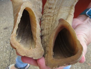 17" Matching Pair Ram Sheep Horns - $28