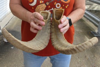 17" Matching Pair Ram Sheep Horns - $28