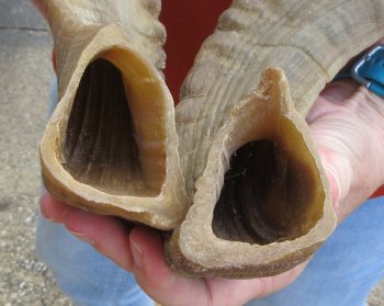 17" Matching Pair Ram Sheep Horns - $28