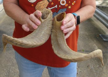 18" Matching Pair Ram Sheep Horns - $28