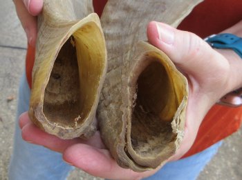 18" Matching Pair Ram Sheep Horns - $28