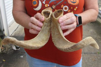 15" and 16" Matching Pair Ram Sheep Horns - $24