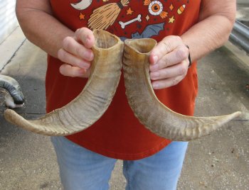 13" Matching Pair Ram Sheep Horns - $20