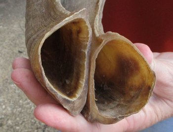 13" Matching Pair Ram Sheep Horns - $20