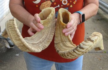 25" Matching Pair Ram Sheep Horns - $55