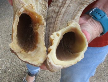 25" Matching Pair Ram Sheep Horns - $55