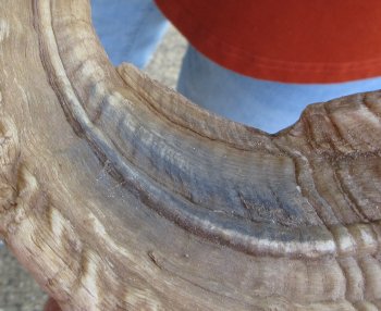 25" Matching Pair Ram Sheep Horns - $55