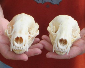 Two piece 4-1/2" B-Grade Badger Skull 