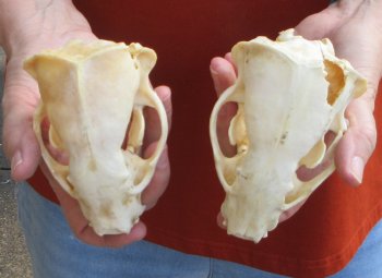 Two piece 4-1/2" B-Grade Badger Skull 