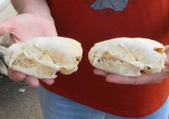 Two piece 4-1/2" B-Grade Badger Skull 