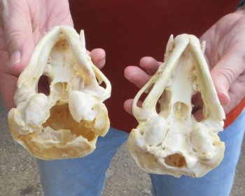 Two piece 4-1/2" B-Grade Badger Skull 