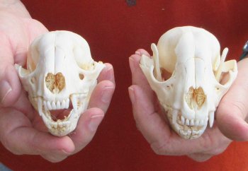 Two piece B-Grade Raccoon Skull 4-1/2 inch 
