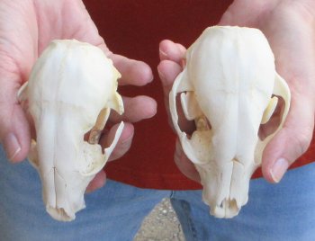 Two piece B-Grade Raccoon Skull 4-1/2 inch 