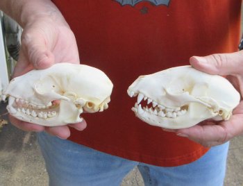 Two piece B-Grade Raccoon Skull 4-1/2 inch 