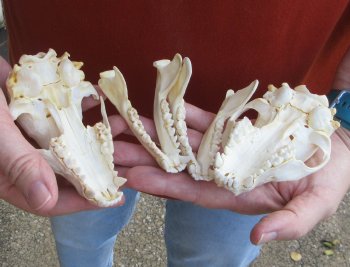 Two piece B-Grade Raccoon Skull 4-1/2 inch 