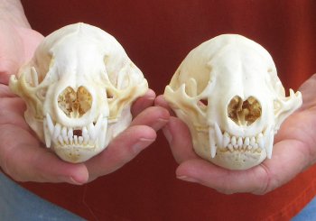 Two piece 4-1/2" B-Grade Badger Skull 