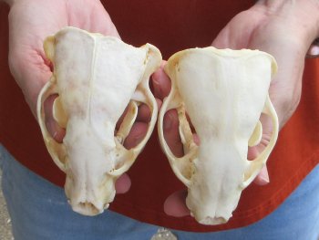 Two piece 4-1/2" B-Grade Badger Skull 