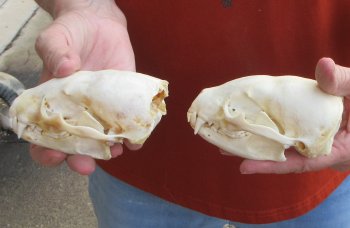Two piece 4-1/2" B-Grade Badger Skull 