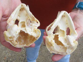 Two piece 4-1/2" B-Grade Badger Skull 