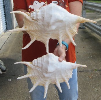 Two piece 13" Giant Spider Conch Shell 