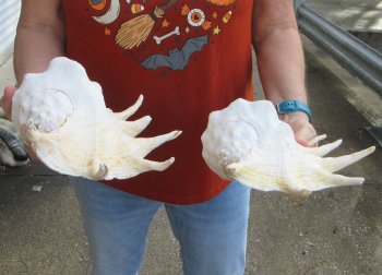 Two piece 13" Giant Spider Conch Shell 