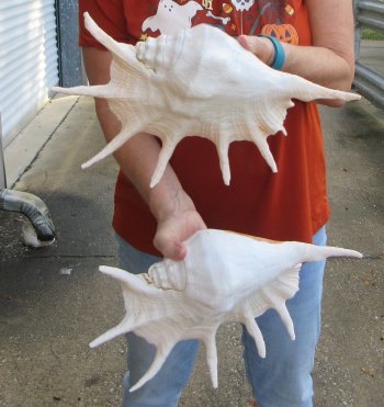 Two piece 13" Giant Spider Conch Shell 