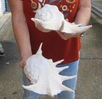 Two piece 13" Giant Spider Conch Shell 