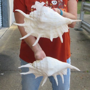 Two piece 13" Giant Spider Conch Shell 