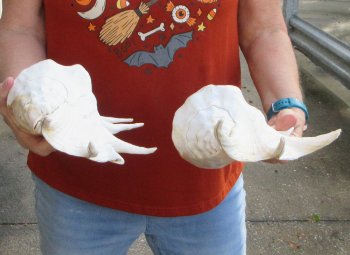 Two piece 13" Giant Spider Conch Shell 