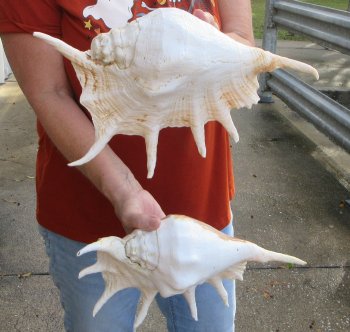 Two piece 13" Giant Spider Conch Shell 