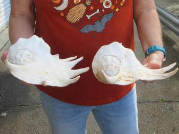 Two piece 13" Giant Spider Conch Shell 