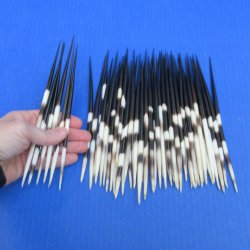 Fifty Thick African Porcupine Quills 7" to 8"